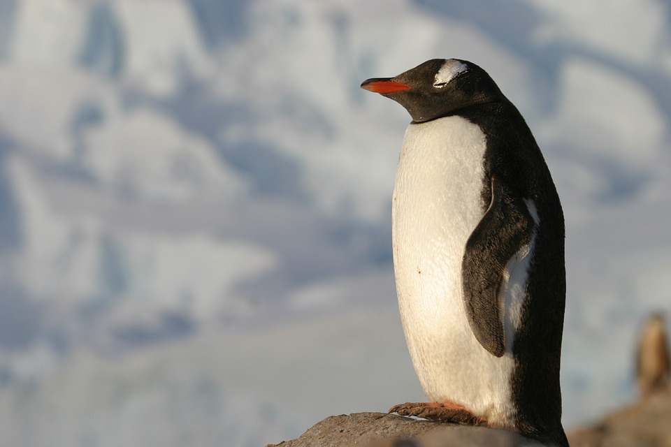Antartica pinguin